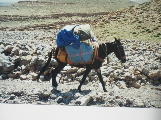 Packesel 005
